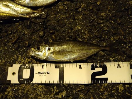 常夜灯下で爆釣